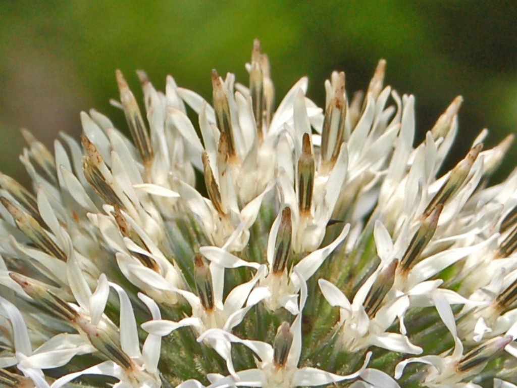 Un fiore tutto tondo : Echinops sphaerocephalus